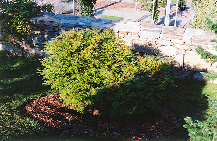 Chamaecyparis obtusa 'Pygmaea'