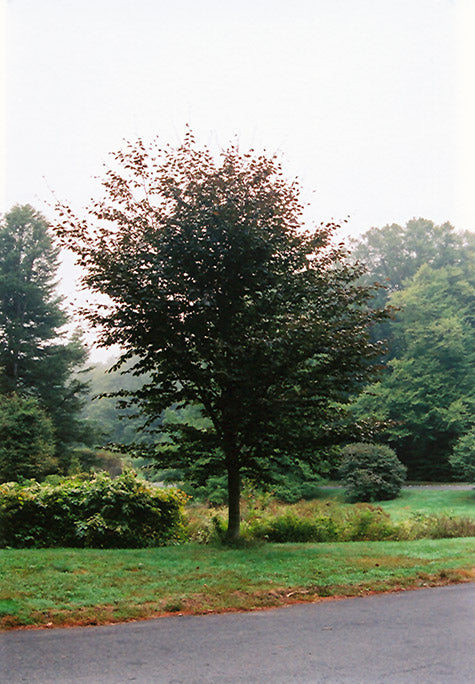 Fagus sylvatica 'Riversii'