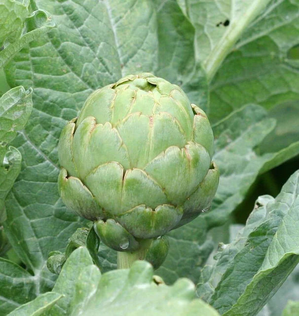 Artichokes - Imperial Star - Organic