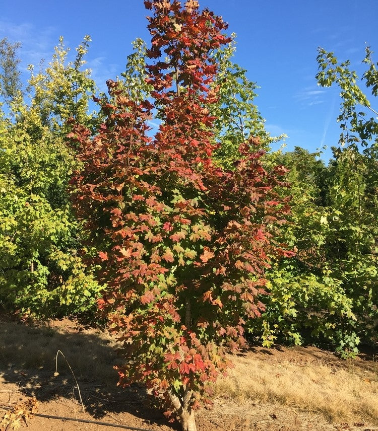 Acer circinatum 'Three Cheers'