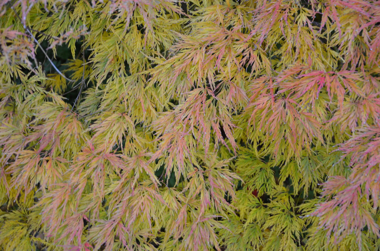 Acer palmatum dissectum 'Flavescens'