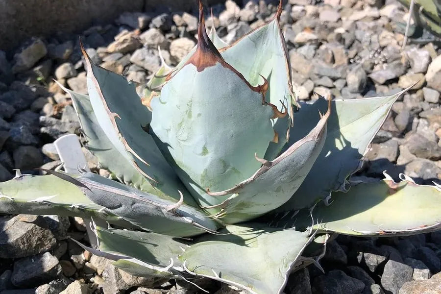 Agave titanota 'White Ice'