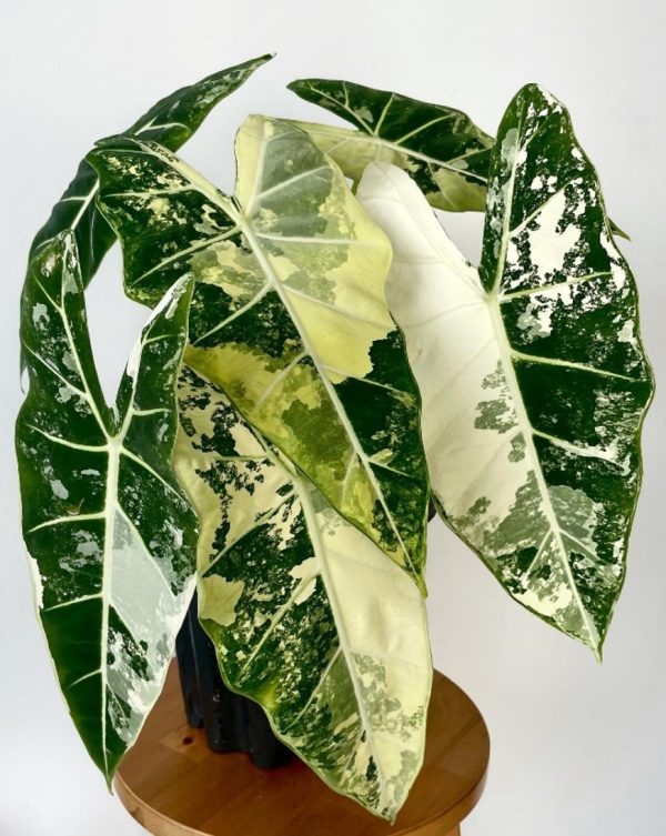 Alocasia "Frydek" Variegated