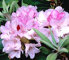 Rhododendron 'Aloha'