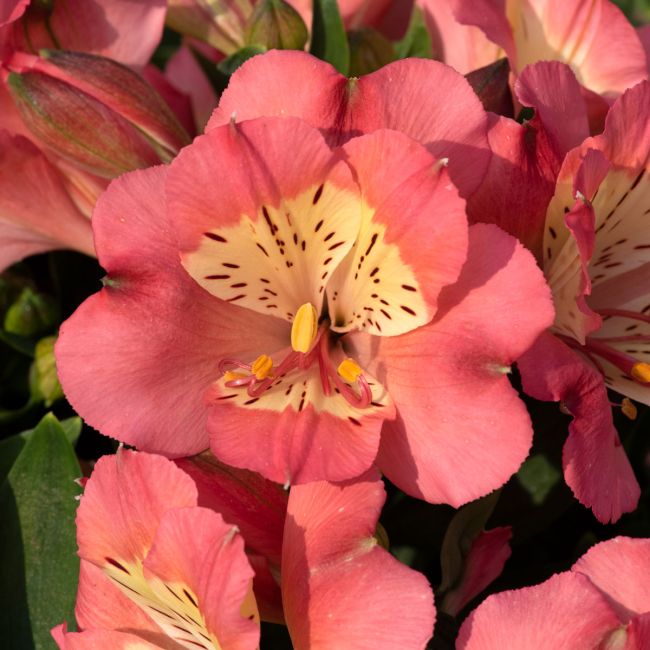 Alstroemeria 'Valley Girl'