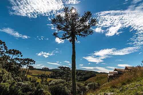 Araucaria angustifolia