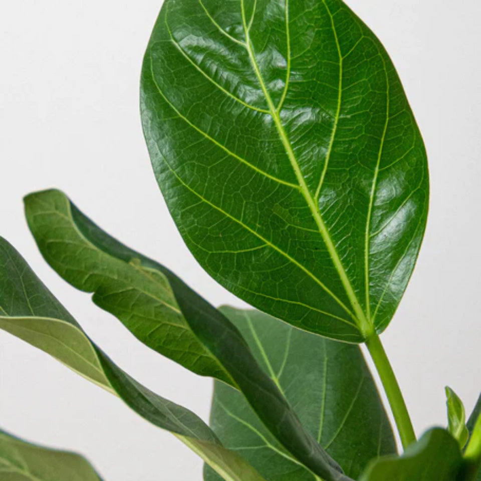 Ficus elastica 'Audrey'