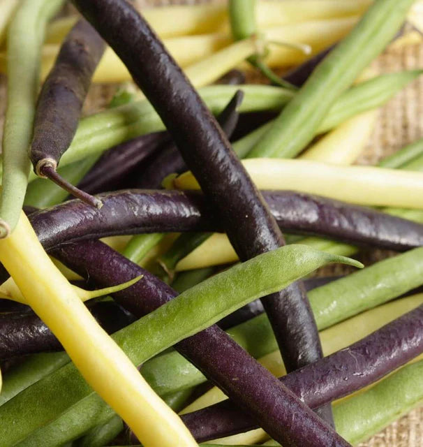 Bush Beans - Tricolour Bean Blend