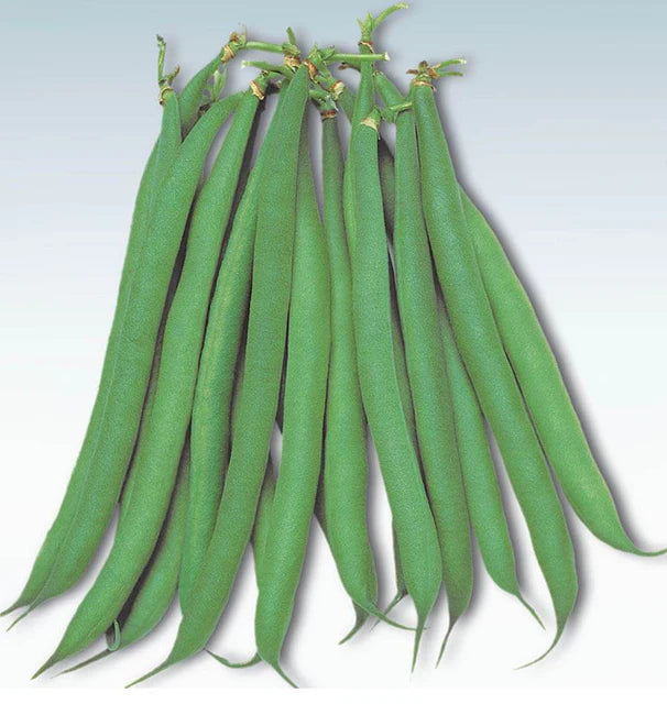 Beans - Masai