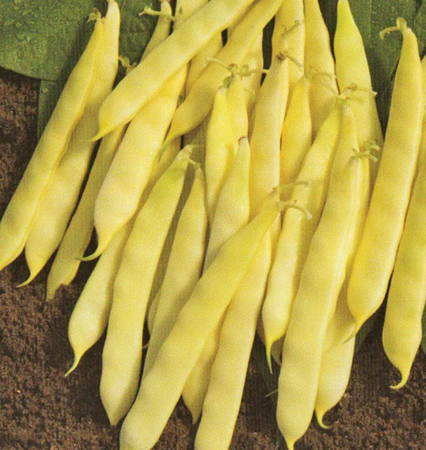 Bush Beans - Serpedor Romano
