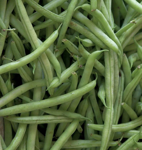 Beans - Kentucky Blue
