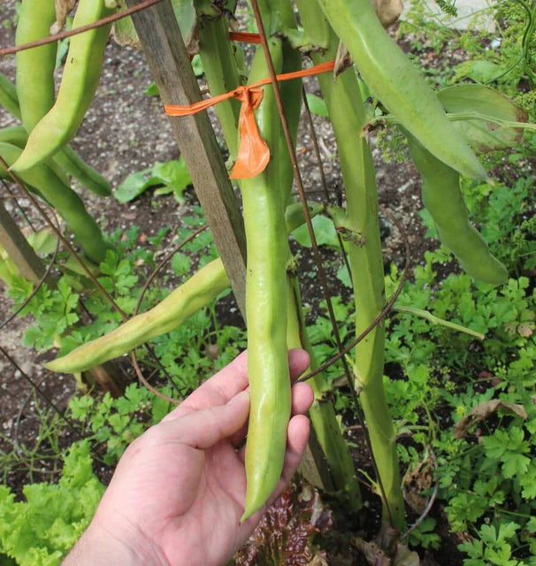 Beans - Windsor