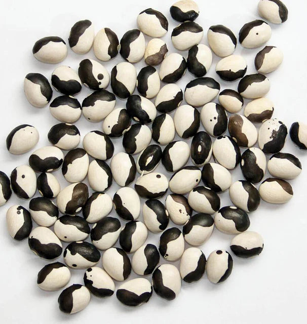 Drying Bean - Calypso