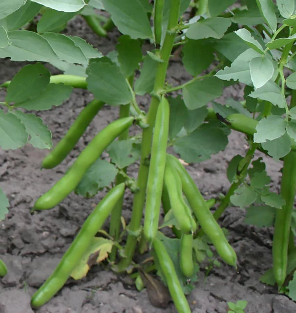 Beans - Eleonora