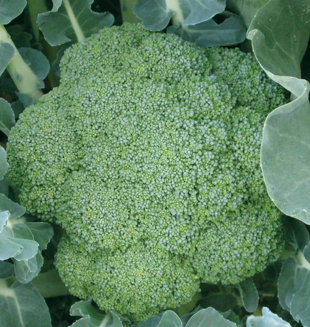 Broccoli - Green Magic F1