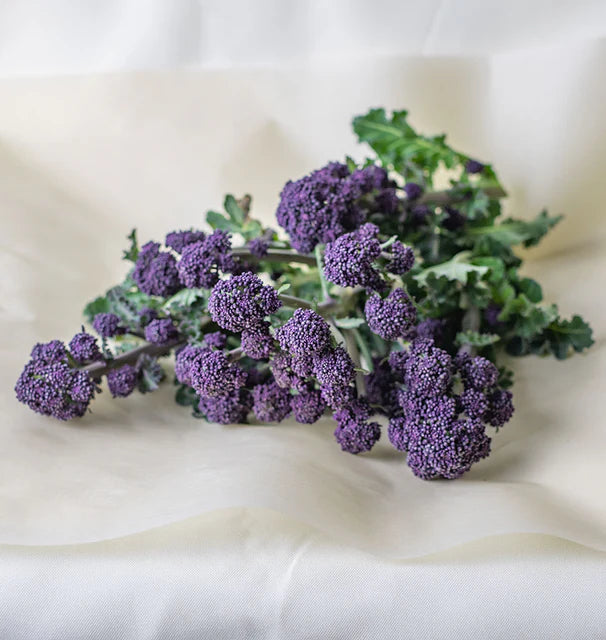 Broccoli - Santee F1 (Coated) Certified Organic