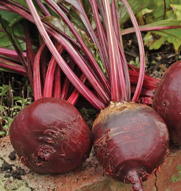 Beets - Red Ace F1