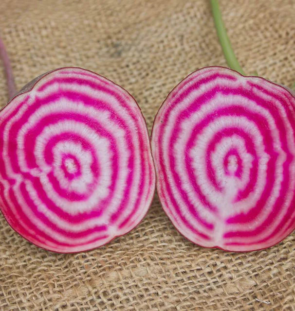 Beet - Beet Chioggia