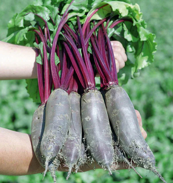 Beets - Taunus F1 (Coated)