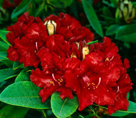 Rhododendron 'Black Magic'