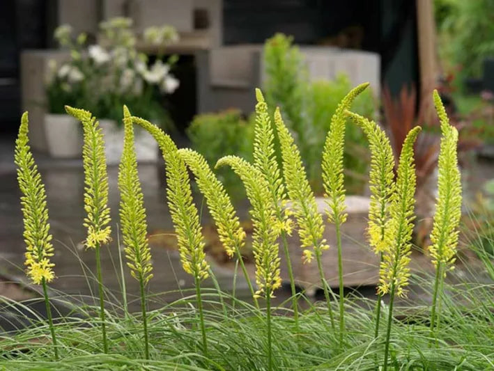 Eremurus hybridus