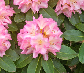 Rhododendron 'Bruce Brechtbill'