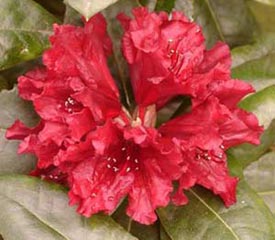 Rhododendron 'Buketta'