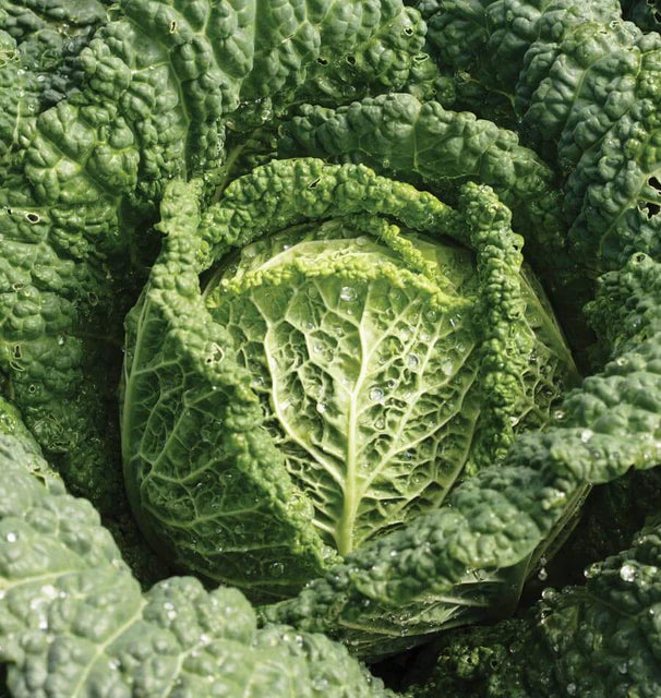 Cabbage - Capriccio