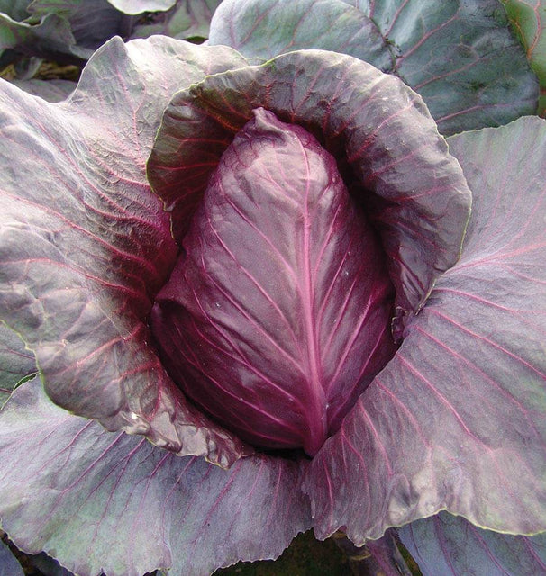 Cabbage - Kalibos