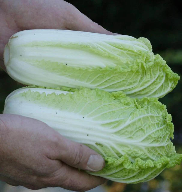 Cabbage - Wa Wa Sai