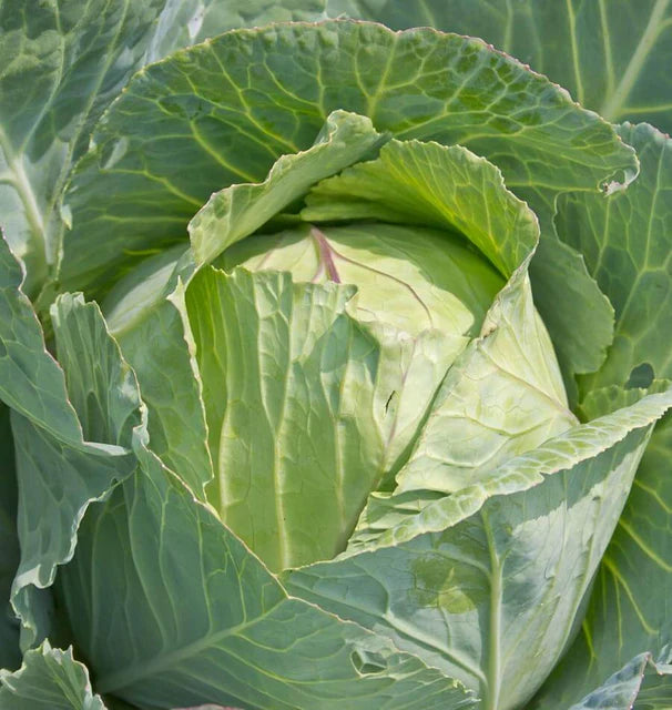 Cabbage - Copenhagen Market