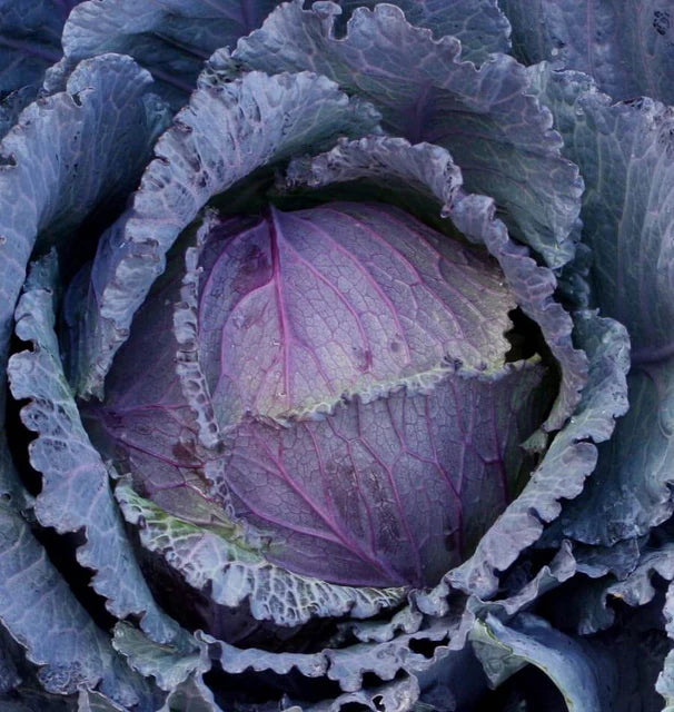 Cabbage - Deadon