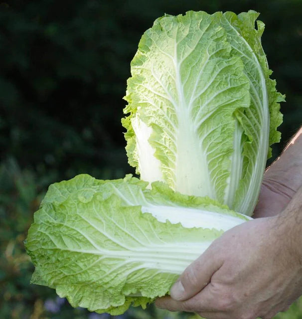 Cabbage - China Express (Sui Choi)