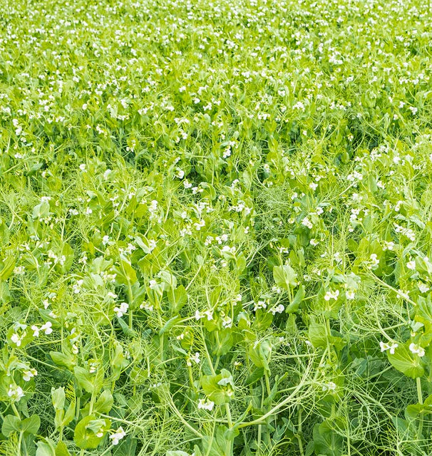 Cover Crops - Spring Field Peas