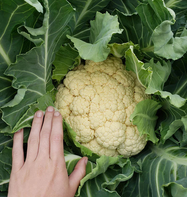 Cauliflower - Walcheren Winter