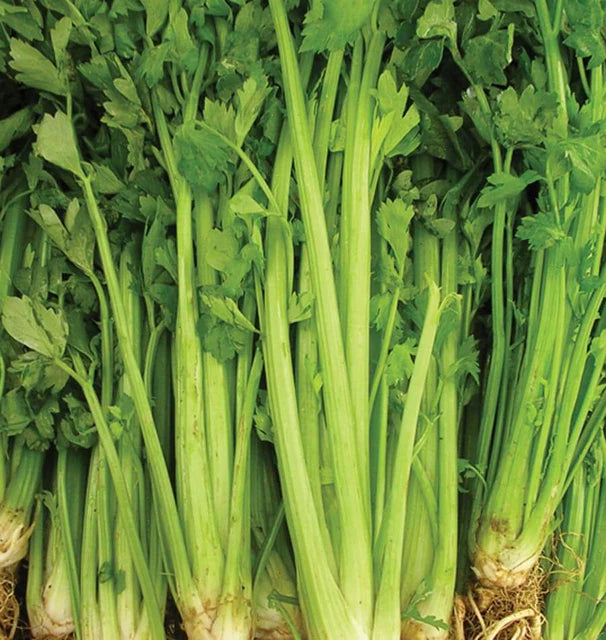 Celery - Tall Utah 52-70