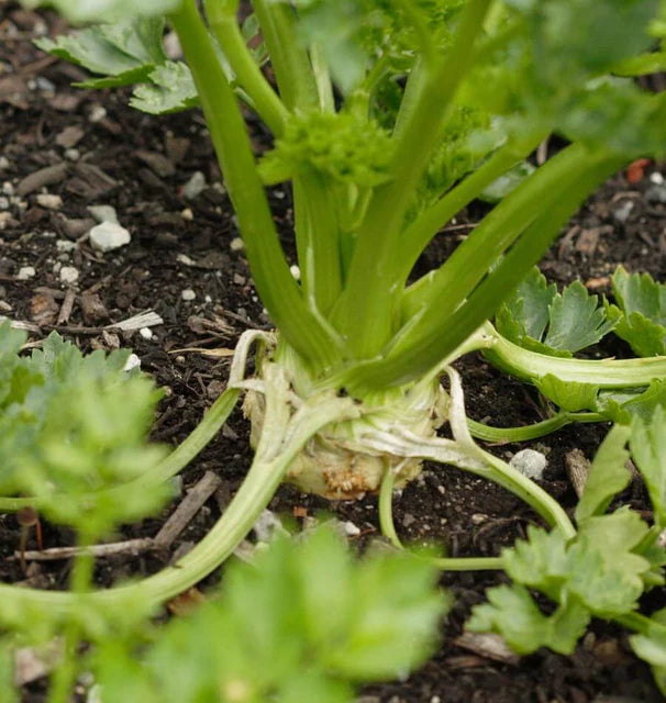 Celery - Brilliant