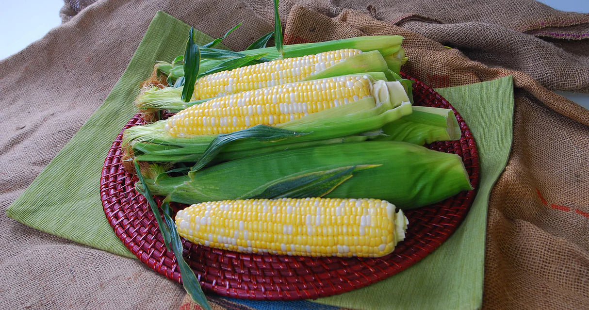 Corn - Temptress