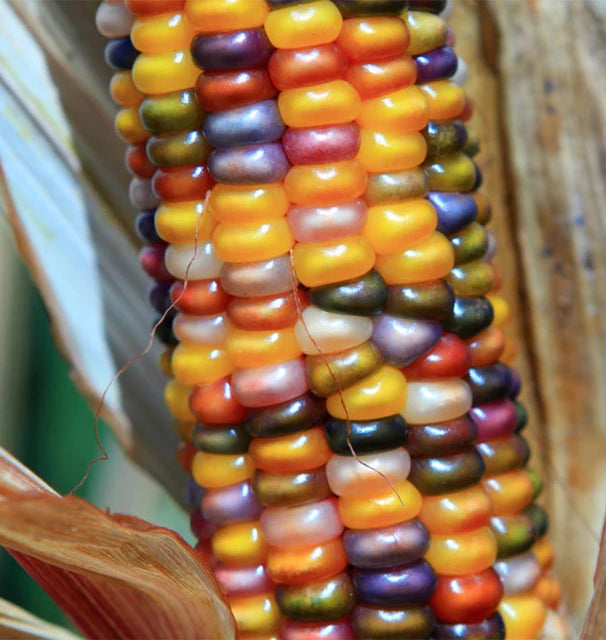 Corn - Glass Gem - Certified Organic