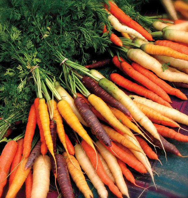 Carrots - Rainbow Blend
