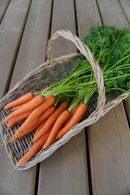 Carrot - Narvik
