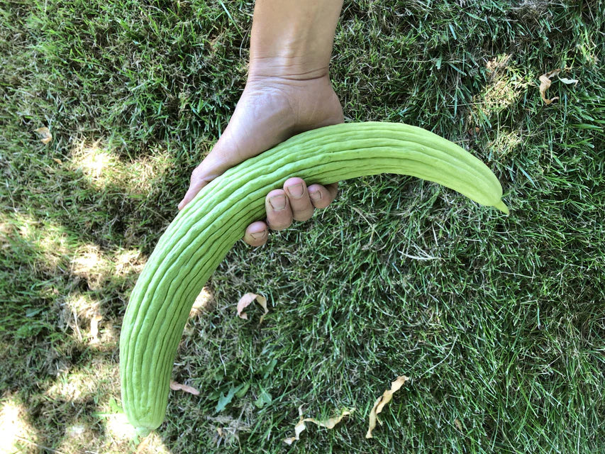 Cucumber - Armenian