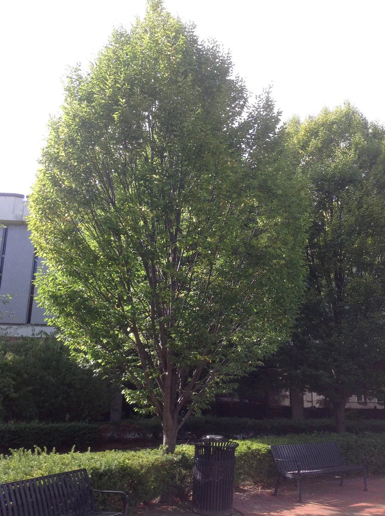 Carpinus caroliniana 'Wisconsin Red'
