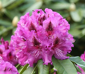 Rhododendron 'Colonel Coen'