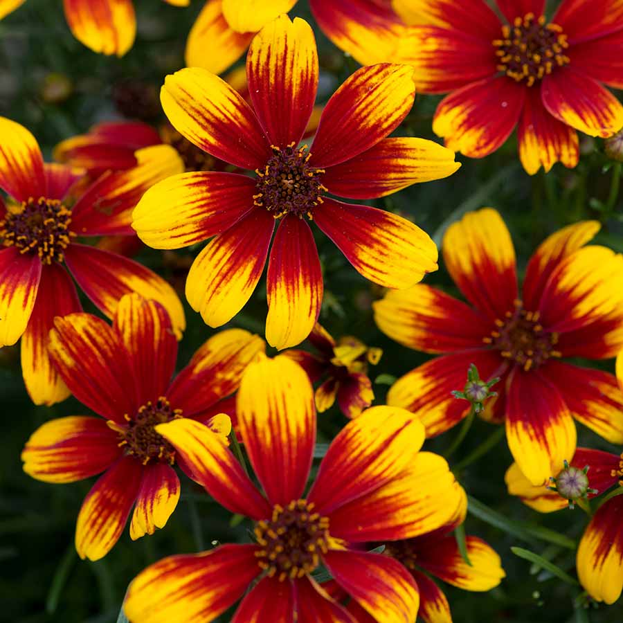 Coreopsis 'Sunstar Orange'
