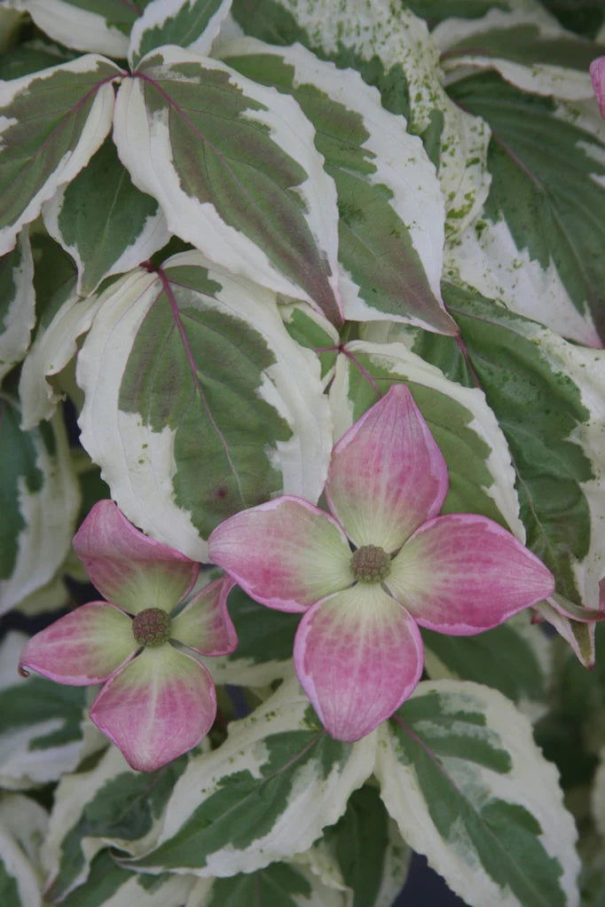 Cornus kousa 'Aka tsuki'
