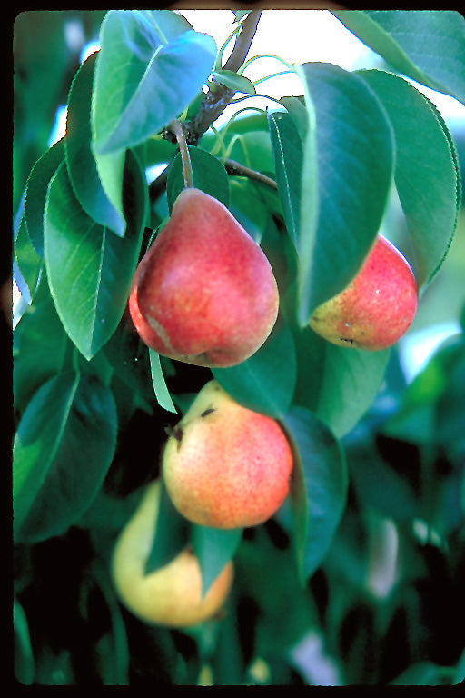 Pear - Pyrus communis 'Summercrisp'
