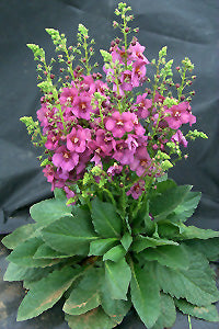 Verbascum 'Plum Smokey'