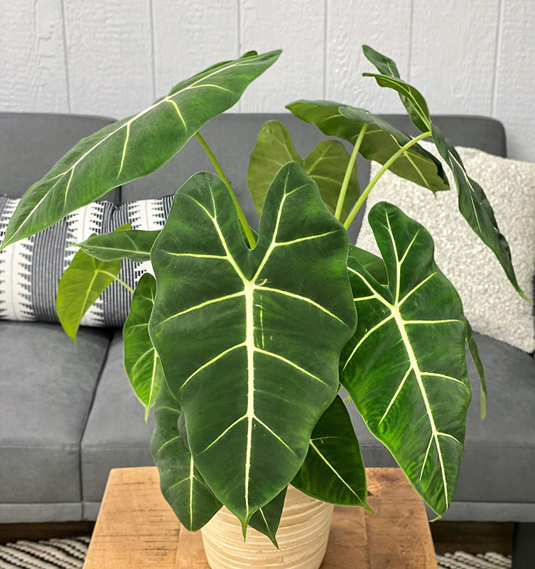 Alocasia 'Frydek'