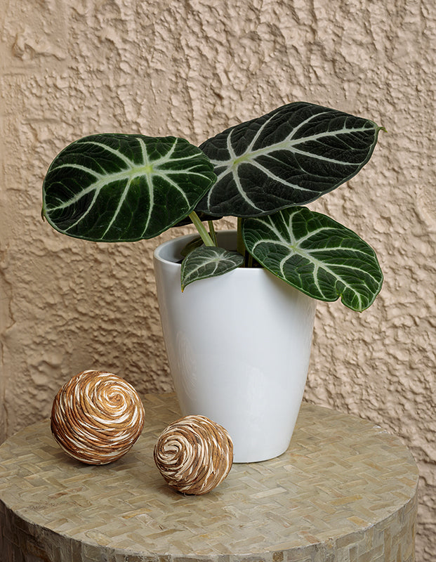 Alocasia 'Ninja' – Green Thumb Garden Centre